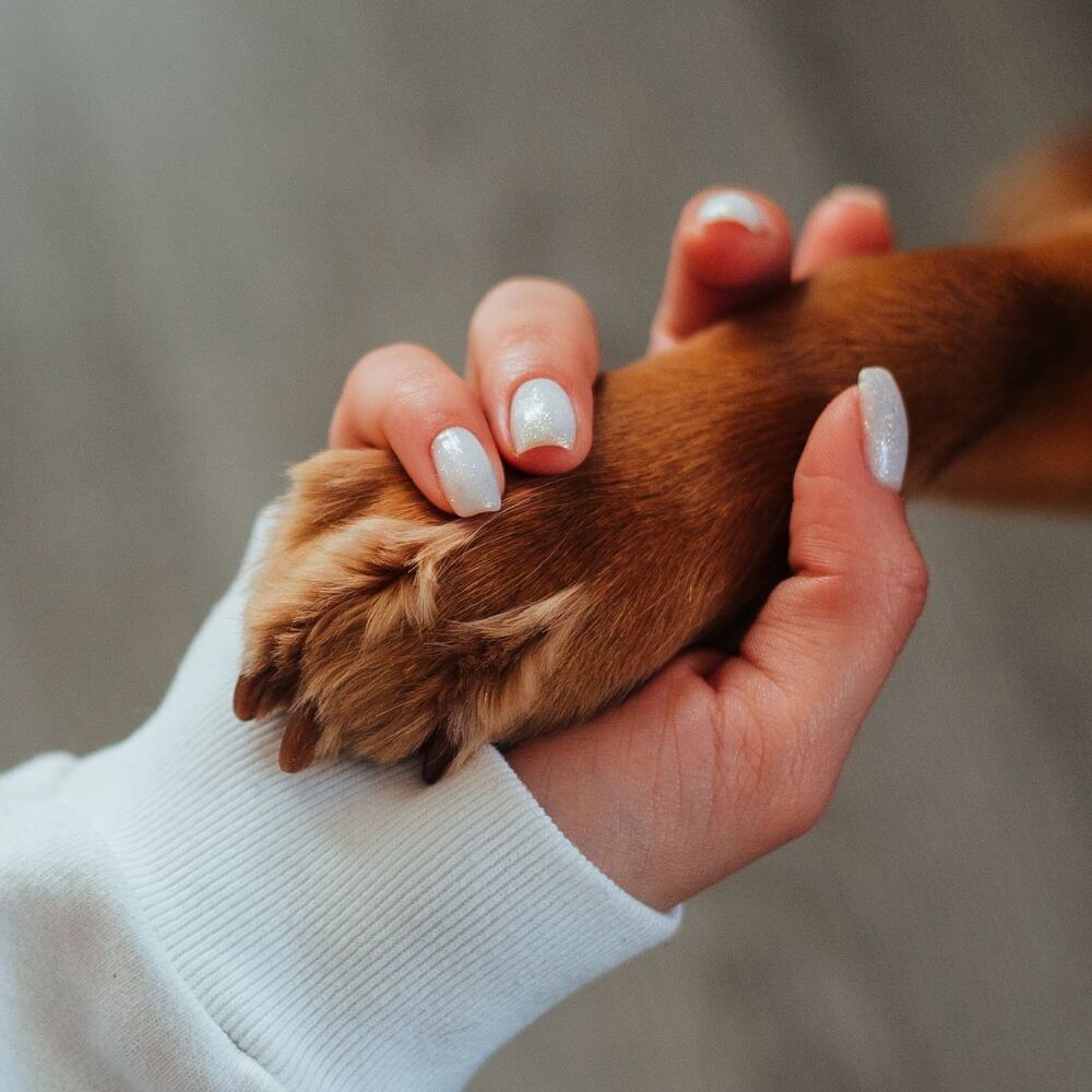 Veterinario